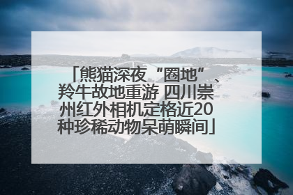 熊猫深夜“圈地”、羚牛故地重游 四川崇州红外相机定格近20种珍稀动物呆萌瞬间
