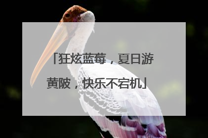 狂炫蓝莓，夏日游黄陂，快乐不宕机