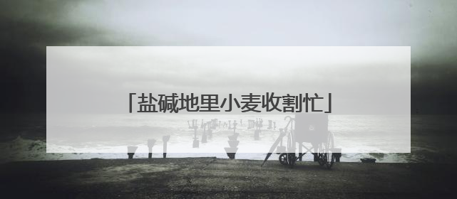 盐碱地里小麦收割忙