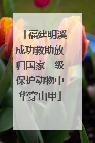 福建明溪成功救助放归国家一级保护动物中华穿山甲