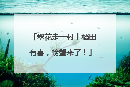 翠花走千村丨稻田有喜，螃蟹来了！