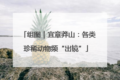 组图｜宜章莽山：各类珍稀动物频“出镜”