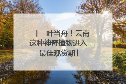 一叶当舟！云南这种神奇植物进入最佳观赏期