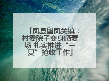 凤县留凤关镇：村委院子变身晒麦场 扎实推进“三夏”抢收工作