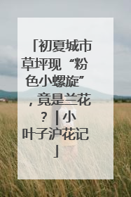 初夏城市草坪现“粉色小螺旋”，竟是兰花？ | 小叶子沪花记