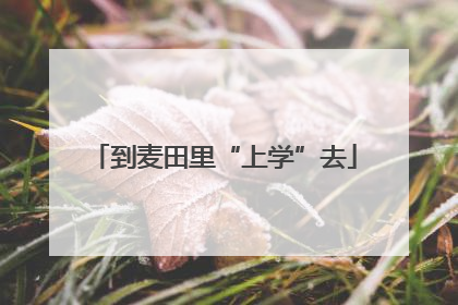 到麦田里“上学”去