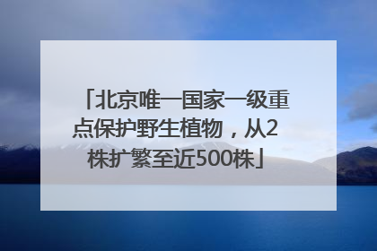 北京唯一国家一级重点保护野生植物，从2株扩繁至近500株