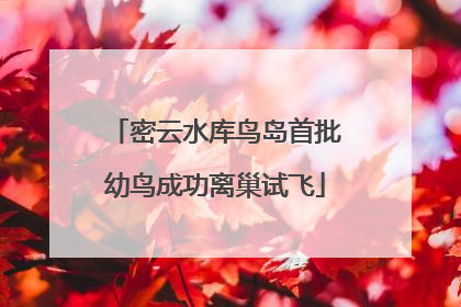 密云水库鸟岛首批幼鸟成功离巢试飞