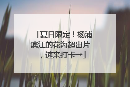 夏日限定！杨浦滨江的花海超出片，速来打卡→