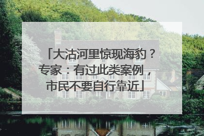 大沽河里惊现海豹？专家：有过此类案例，市民不要自行靠近