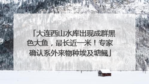 大连西山水库出现成群黑色大鱼，最长近一米！专家确认系外来物种埃及塘鲺