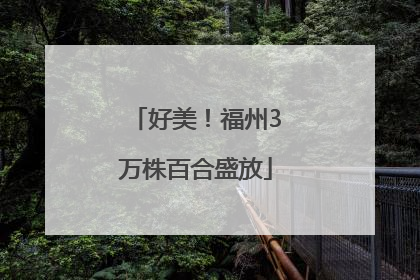 好美！福州3万株百合盛放
