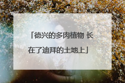 德兴的多肉植物 长在了迪拜的土地上