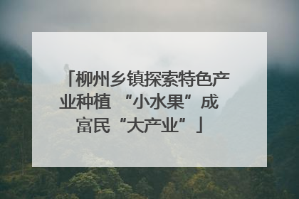 柳州乡镇探索特色产业种植 “小水果”成富民“大产业”