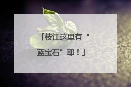 枝江这里有“蓝宝石”耶！