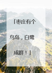 枣庄有个鸟岛，白鹭成群！