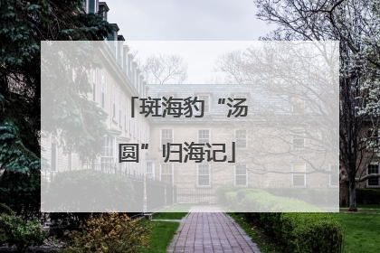 斑海豹“汤圆”归海记
