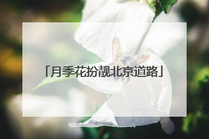 月季花扮靓北京道路