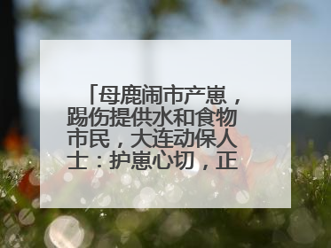 母鹿闹市产崽，踢伤提供水和食物市民，大连动保人士：护崽心切，正在想法送回山里