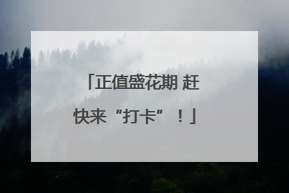 正值盛花期 赶快来“打卡”！
