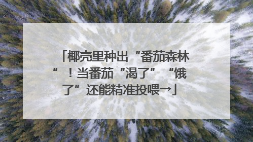 椰壳里种出“番茄森林”！当番茄“渴了”“饿了”还能精准投喂→