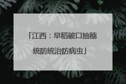 江西：早稻破口抽穗 统防统治防病虫
