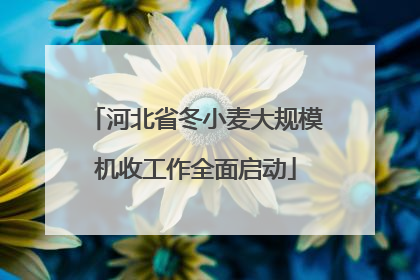河北省冬小麦大规模机收工作全面启动