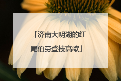 济南大明湖的红尾伯劳登枝高歌