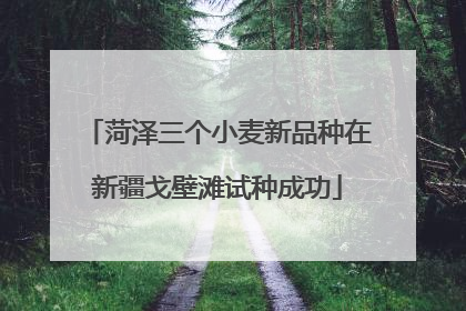 菏泽三个小麦新品种在新疆戈壁滩试种成功