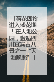 荷花即将进入盛花期！在天池公园，邂逅四川宜宾古八景之一“天池晚照”