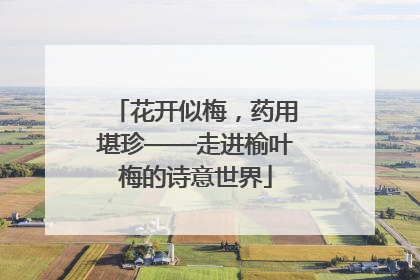 花开似梅，药用堪珍——走进榆叶梅的诗意世界