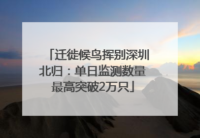 迁徙候鸟挥别深圳北归：单日监测数量最高突破2万只