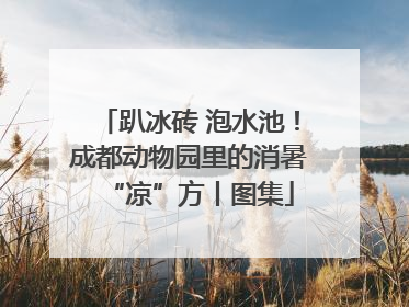 趴冰砖 泡水池！成都动物园里的消暑“凉”方丨图集