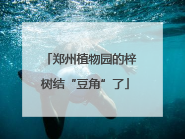 郑州植物园的梓树结“豆角”了