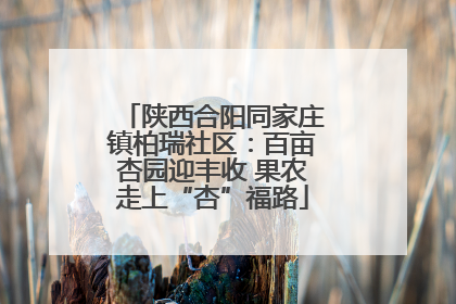 陕西合阳同家庄镇柏瑞社区：百亩杏园迎丰收 果农走上“杏”福路
