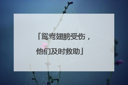 鸳鸯翅膀受伤，他们及时救助